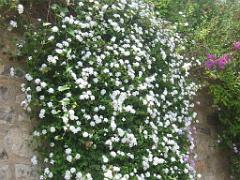 183 HYERES ET SES PALMIERS D01_000032